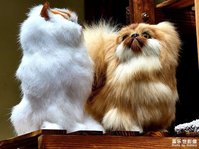 三星S21Ultra拍攝