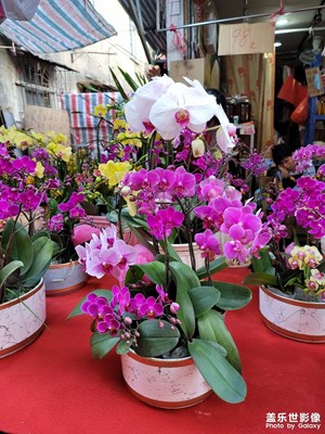 晚上好大家。祝愿大家新年快快樂樂