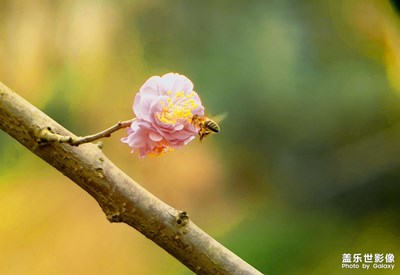 【遇見美好】+紅梅花兒開