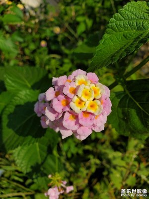 來自三星Galaxy S10+