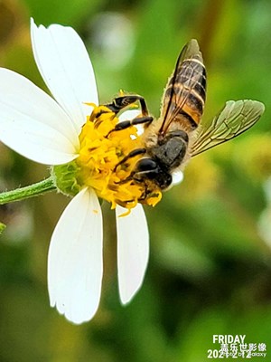 年初一的蜜蜂