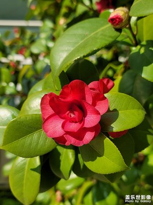 年初二祝賀大家新年身休健康合家安康。