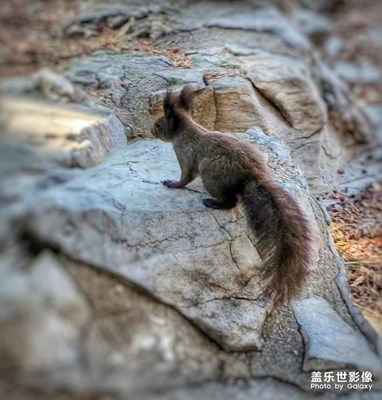 可愛(ài)的小松鼠