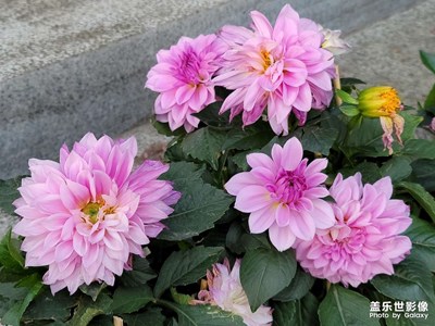 早晨好大家今天一大早去外面彩彩風(fēng)。