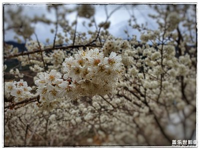 杵坭二月櫻花開(kāi)