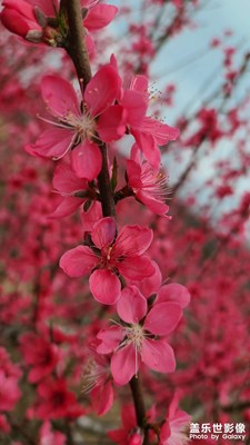 騎行大余吉村解放鷹嘴桃基地