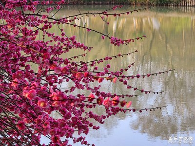 美麗的西南湖濕地