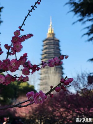 不經(jīng)一番寒徹骨，怎得梅花撲鼻香