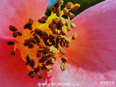 帶著S21 Ultra逛植物園