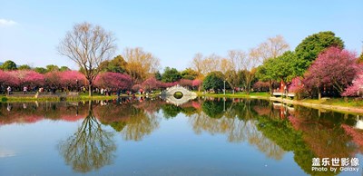 【疏影橫斜，暗香浮動(dòng)】橘洲梅園大賞