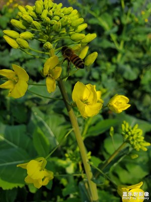 【大國小家】+春風