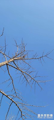 用變焦試試樹上的馬蜂窩。