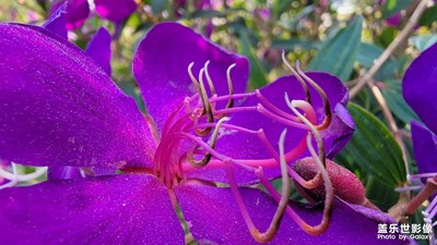 s21u，全景，和微距圖片