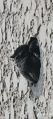 看看墻洞里面的麻雀??