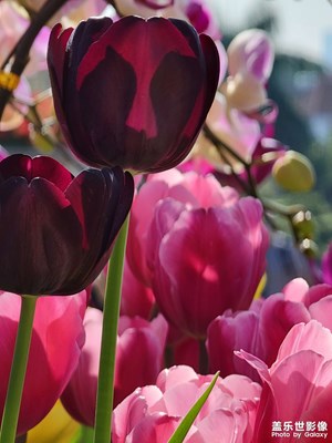 S21u踏青---郁金香??