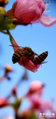 紅花枝頭春意鬧