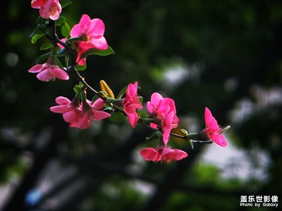 【拍攝教程】拍春花我獨愛一枝