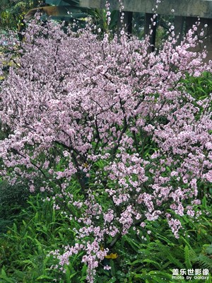 春天的美人梅盛開