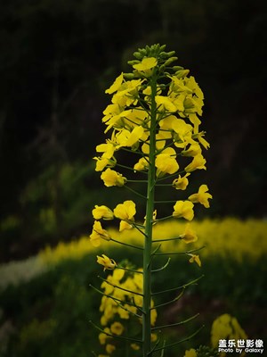 帶著三星S21Ultra踏青