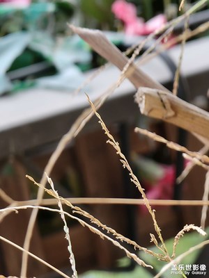 S21U對(duì)焦真的提升明顯