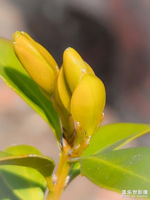 感受下s20+自帶的微距