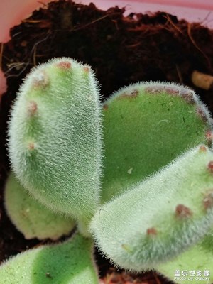 S21U拍照太模糊了！