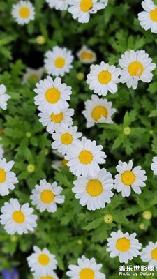 驚蟄——春天的腳步