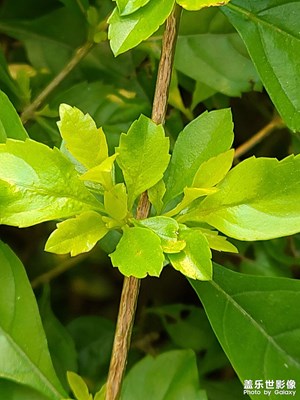 驚蟄過后