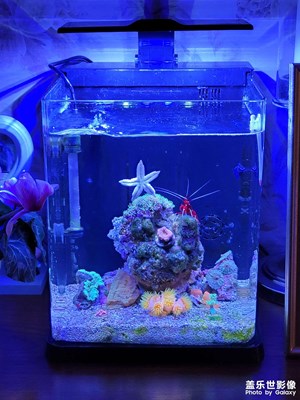 小小海魚缸