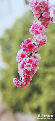 女神節(jié)快樂