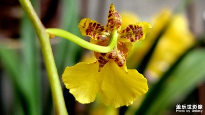 我養(yǎng)的吉祥蘭