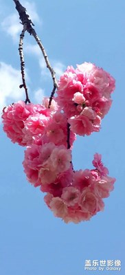 櫻花??