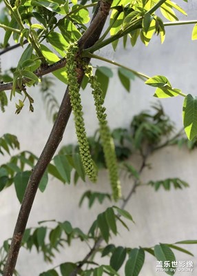 二月初二