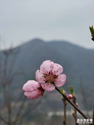 3倍拍攝，很喜歡這一張。