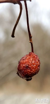 鐵嶺的初春，雖素但很美