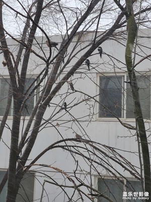 【周末拍點(diǎn)啥】+春雪