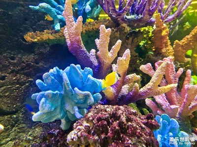 【周末拍點啥】水族箱