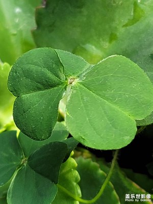 幸運(yùn)四葉草
