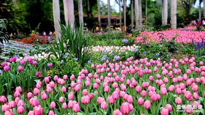 亂花漸欲迷人眼——“2021粵港澳大灣區(qū)深圳花展”