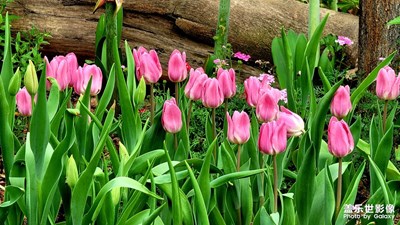 2021粵港澳大灣區(qū)深圳花展——奇花異草