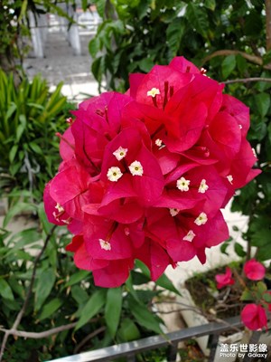 【周末拍點(diǎn)啥】自養(yǎng)的花