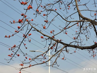 三星S20FE處女座《花與樹》