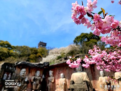 櫻花季來無錫