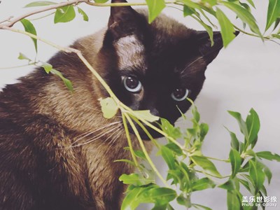 暹羅咪咪～～～