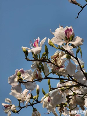 各種小花花??????