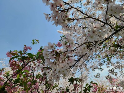 櫻花盛開的季節(jié)