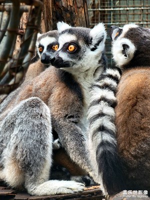 北京動(dòng)物園