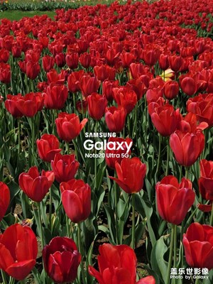 周末用20u拍的一點(diǎn)圖片