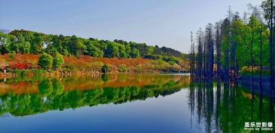 【新春星色彩】＋櫻花漫舞，未負韶光