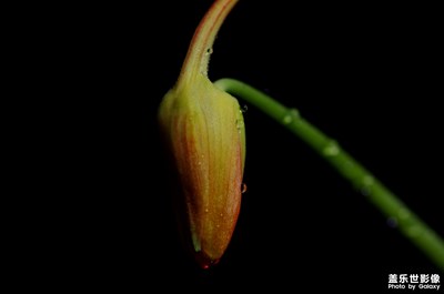 風(fēng)頭花因為花自己的形狀而得名